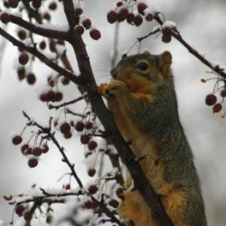 squirrel_m-288x300