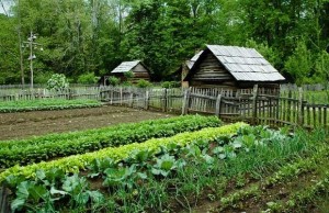 HomesteadingGarden-620x400