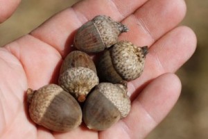 acorns-louisianasportsmanDOTcom-400x266