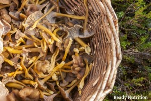 Wicker basket full of yellowfoot, in the forrest