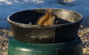 red-squirrel