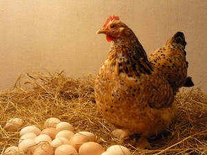 Cage-Free-Hen